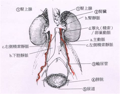 陰莖背靜脈截流術